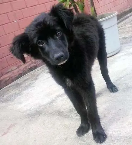 Cachorro ra a Pastor Belga idade 2 a 6 meses nome Neguinha