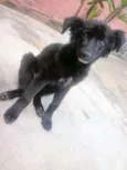 Neguinha
