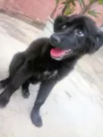 Neguinha
