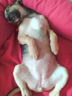 Cachorro raça Vira lata idade 2 a 6 meses nome Lina