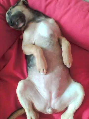 Cachorro ra a Vira lata idade 2 a 6 meses nome Lina