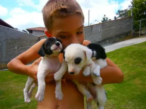 Cachorro raça vira-lata idade 2 a 6 meses nome lindinhas