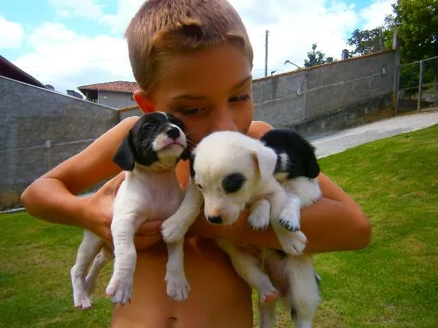 Cachorro ra a vira-lata idade 2 a 6 meses nome lindinhas