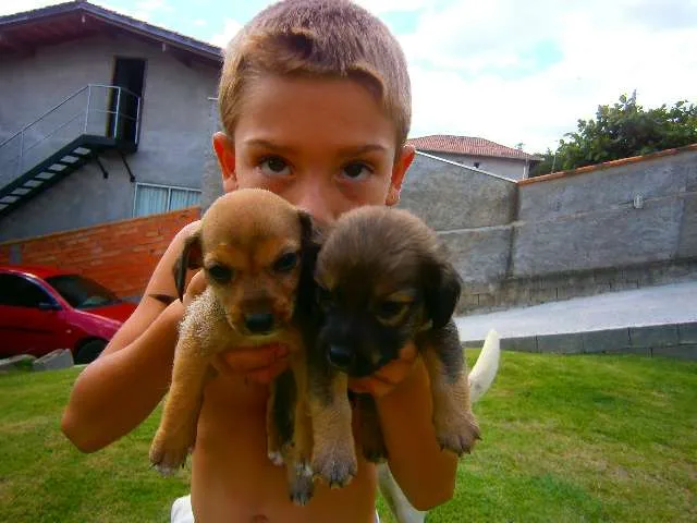 Cachorro ra a vira-lata idade 2 a 6 meses nome lindinhas