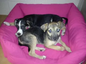 Cachorro raça vira lata idade 2 a 6 meses nome Luna