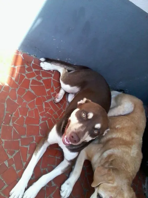 Cachorro raça SRD idade 3 anos nome Monstro