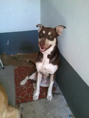 Cachorro raça SRD idade 3 anos nome Monstro