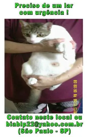 Gato ra a SRD idade 1 ano nome Mutreta