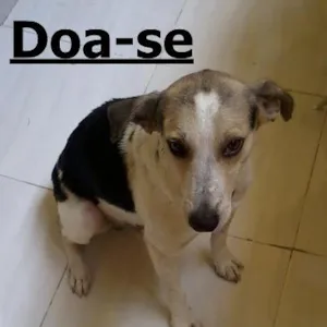 Cachorro raça SRD idade 4 anos nome Menino