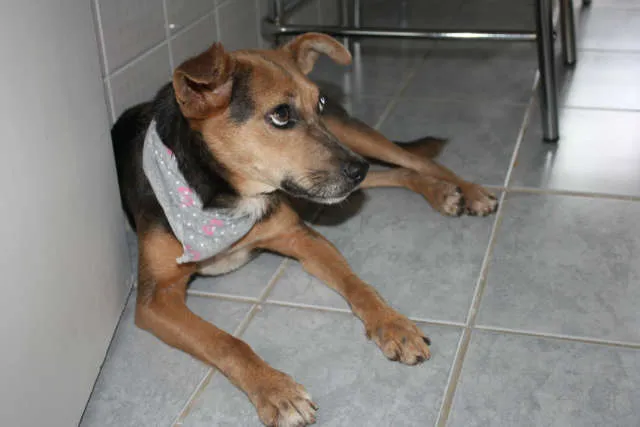 Cachorro ra a SRD idade 3 anos nome Filó