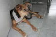 Filó
