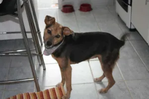 Cachorro raça SRD idade 3 anos nome Filó