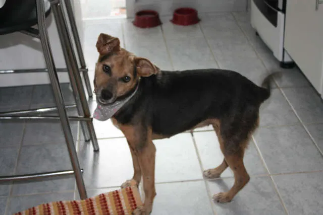 Cachorro ra a SRD idade 3 anos nome Filó