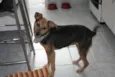 Filó