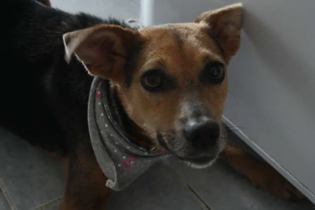 Cachorro ra a SRD idade 3 anos nome Filó