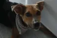 Filó
