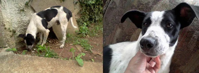 Cachorro ra a SRD idade 1 ano nome Bidu