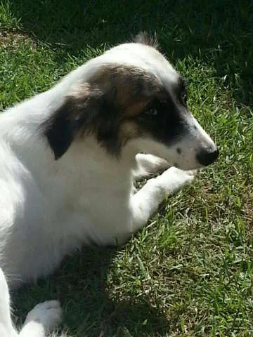 Cachorro raça SRD idade Abaixo de 2 meses nome Sem Nome