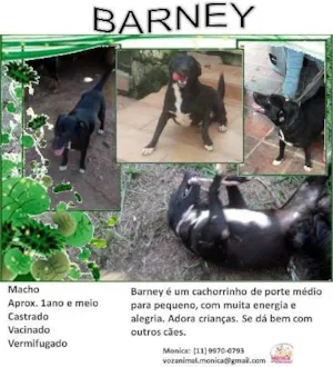 Cachorro raça MEST. BULL TERRIER idade 2 anos nome BARNEY