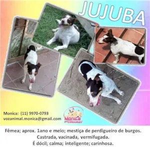 Cachorro raça PERDIGUEIRO DE BURGOS MESTIÇA idade 2 anos nome JUJUBA