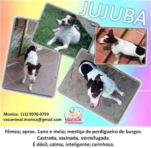 Cachorro ra a PERDIGUEIRO DE BURGOS MESTIÇA idade 2 anos nome JUJUBA