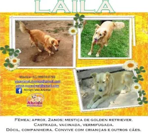Cachorro raça GOLDEN RETRIEVER MESTIÇA idade 2 anos nome LAILA