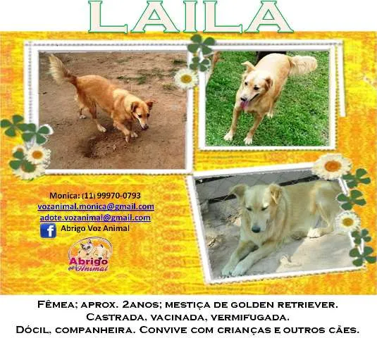 Cachorro ra a GOLDEN RETRIEVER MESTIÇA idade 2 anos nome LAILA