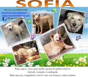 Cachorro raça GOLDEN RETRIEVER MESTIÇA idade 2 anos nome SOPHIA