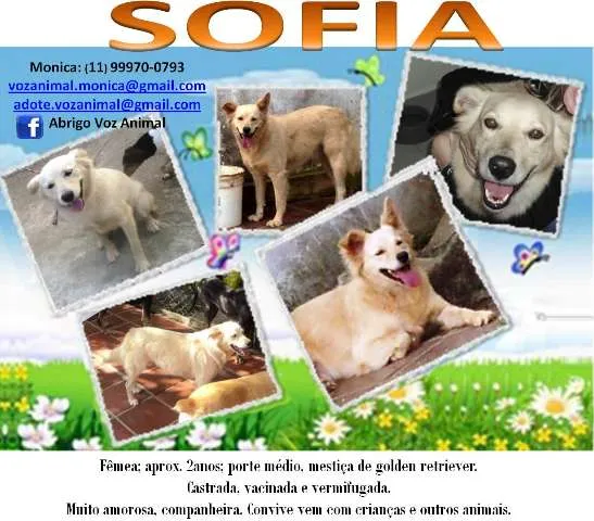 Cachorro ra a GOLDEN RETRIEVER MESTIÇA idade 2 anos nome SOPHIA