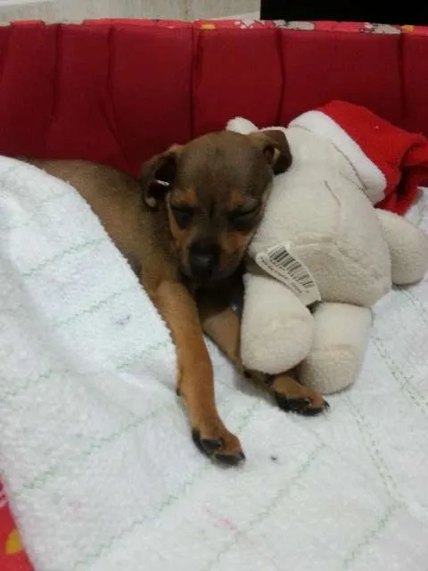 Cachorro ra a SRD idade Abaixo de 2 meses nome Pituca
