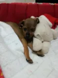 Pituca