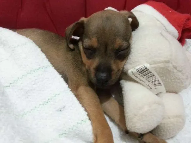 Cachorro ra a SRD idade Abaixo de 2 meses nome Pituca