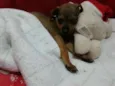 Pituca
