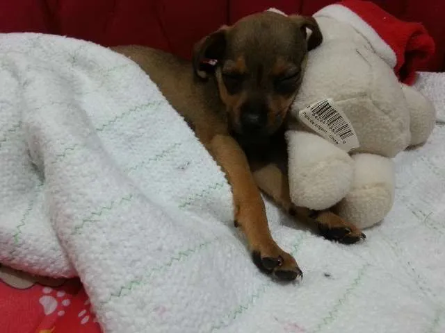 Cachorro ra a SRD idade Abaixo de 2 meses nome Pituca