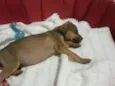 Pituca