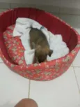 Pituca