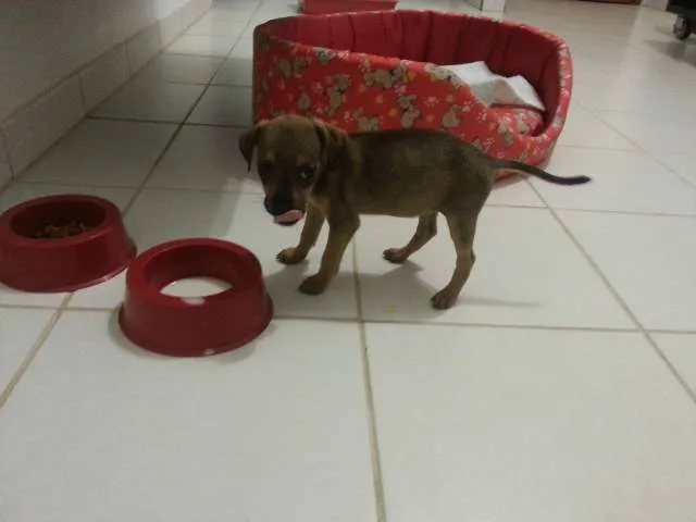 Cachorro ra a SRD idade Abaixo de 2 meses nome Pituca