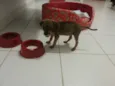 Pituca