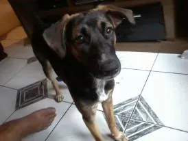 Cachorro ra a pastor alemao com viraleta idade 7 a 11 meses nome filho