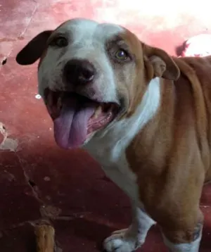 Cachorro raça Pit Bull idade  nome Pit Bull