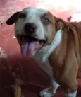 Pit Bull