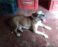 Pit Bull