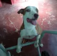 Pit Bull