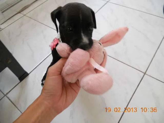 Cachorro ra a Vira-lata idade 2 a 6 meses nome Sem nome ainda