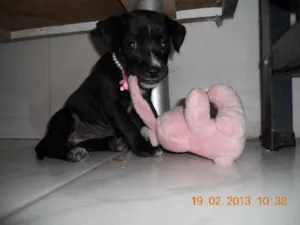 Cachorro raça Vira-lata idade 2 a 6 meses nome Sem nome ainda