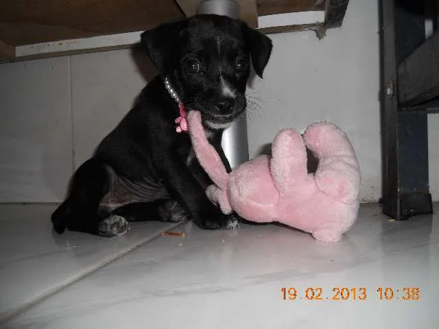 Cachorro ra a Vira-lata idade 2 a 6 meses nome Sem nome ainda