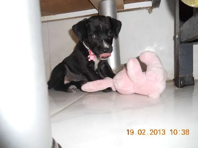 Cachorro ra a Vira-lata idade 2 a 6 meses nome Sem nome ainda