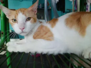 Gato raça SRD idade 1 ano nome Fred