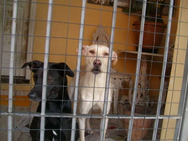 Cachorro ra a SRD idade 5 anos nome Lala