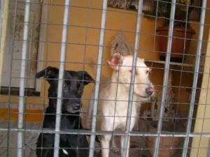 Cachorro raça SRD idade 5 anos nome Lala